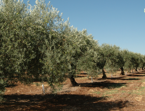 O ciclo de vida da oliveira
