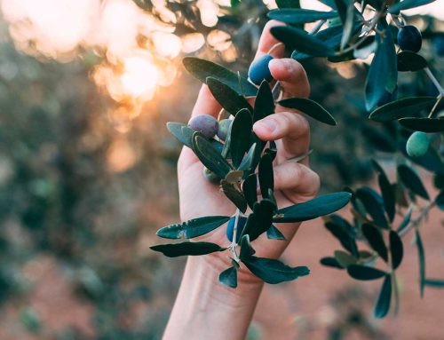 O ciclo de vida da oliveira